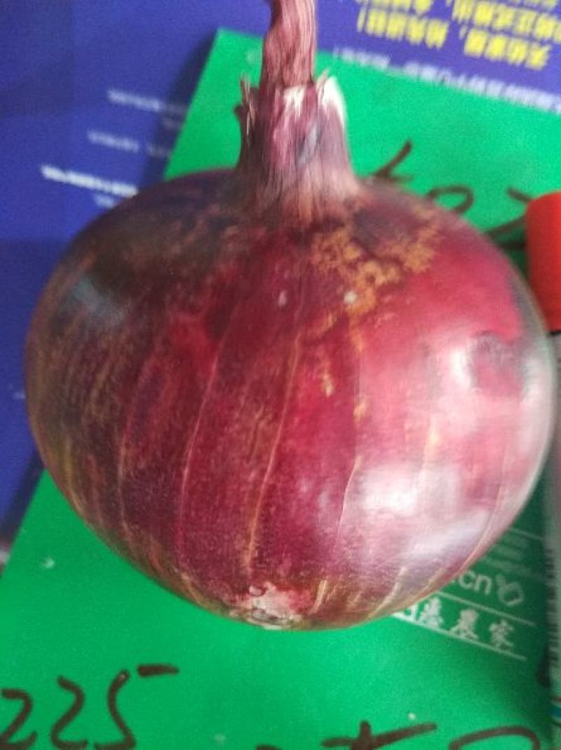 鲜亮红皮洋葱上市了，，货品质量不错，希广大客商及时采货。