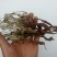 翻白草野生中药材鸡爪参鸡爪棵河南伏牛山产地直销