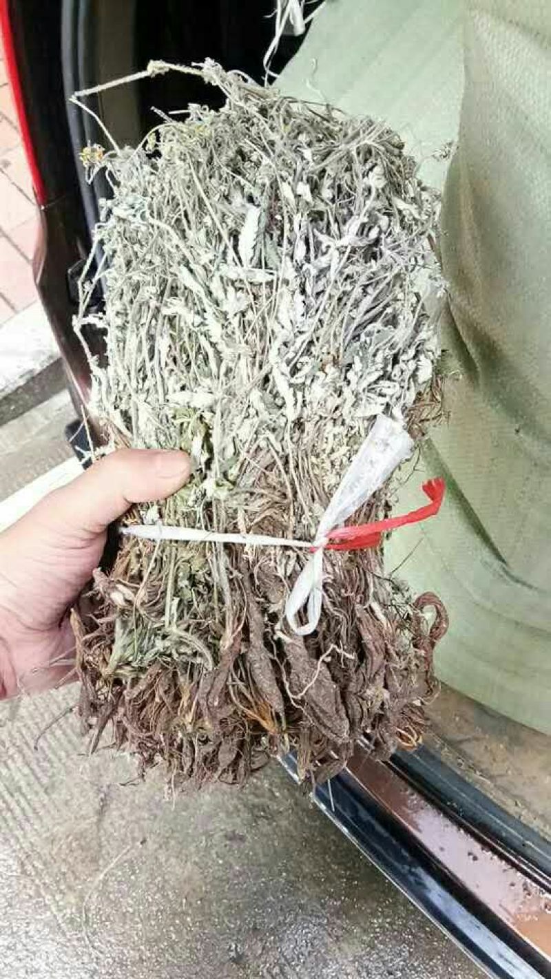 翻白草野生中药材鸡爪参鸡爪棵河南伏牛山产地直销