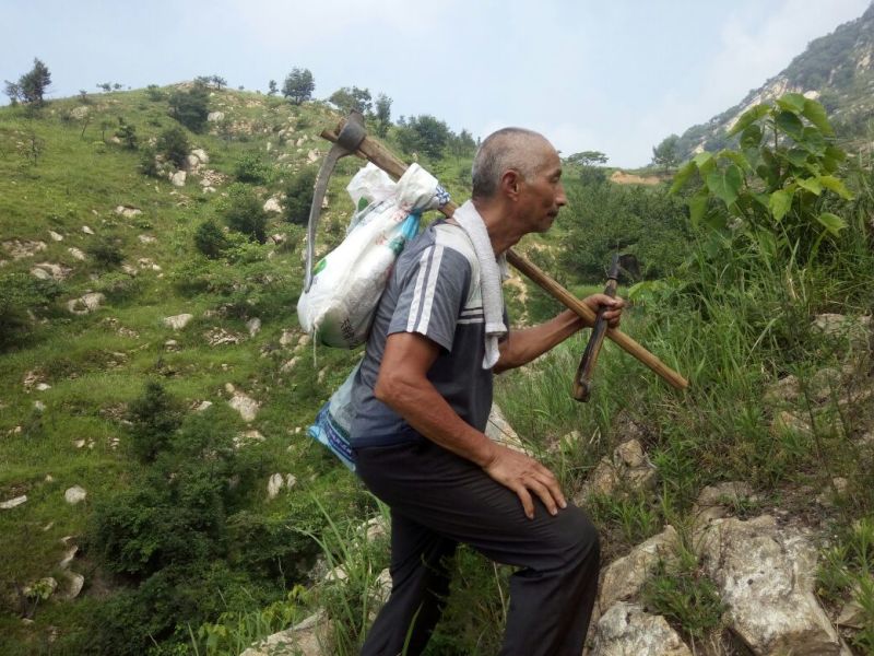 翻白草野生中药材鸡爪参鸡爪棵河南伏牛山产地直销