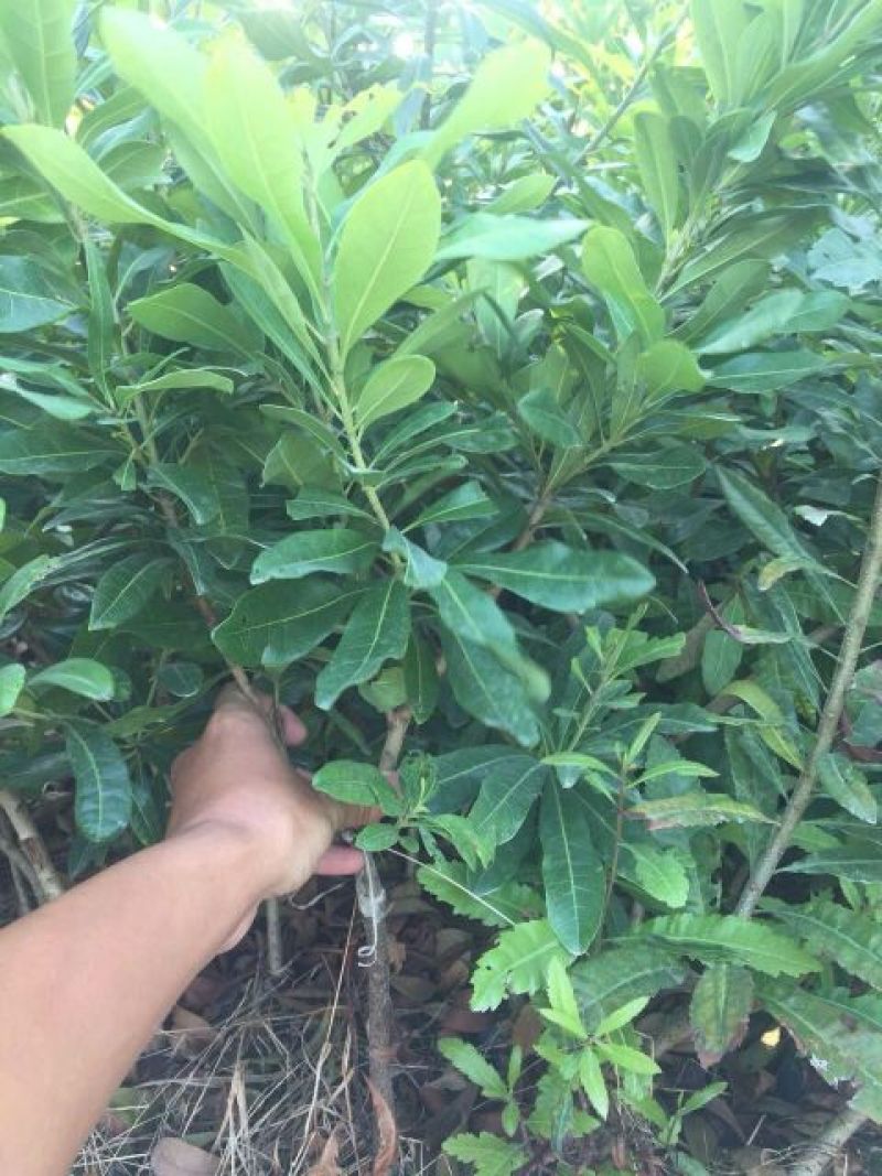 广东普宁中杯东槐杨梅苗二年苗高50公分以上不包邮