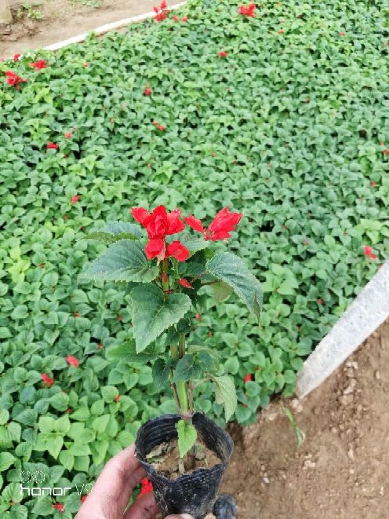 优质一串红，爆仗花绿叶红花，基地直供量大价优