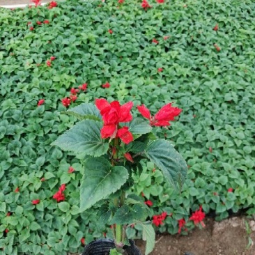 优质一串红,爆仗花绿叶红花,基地直供量大价优