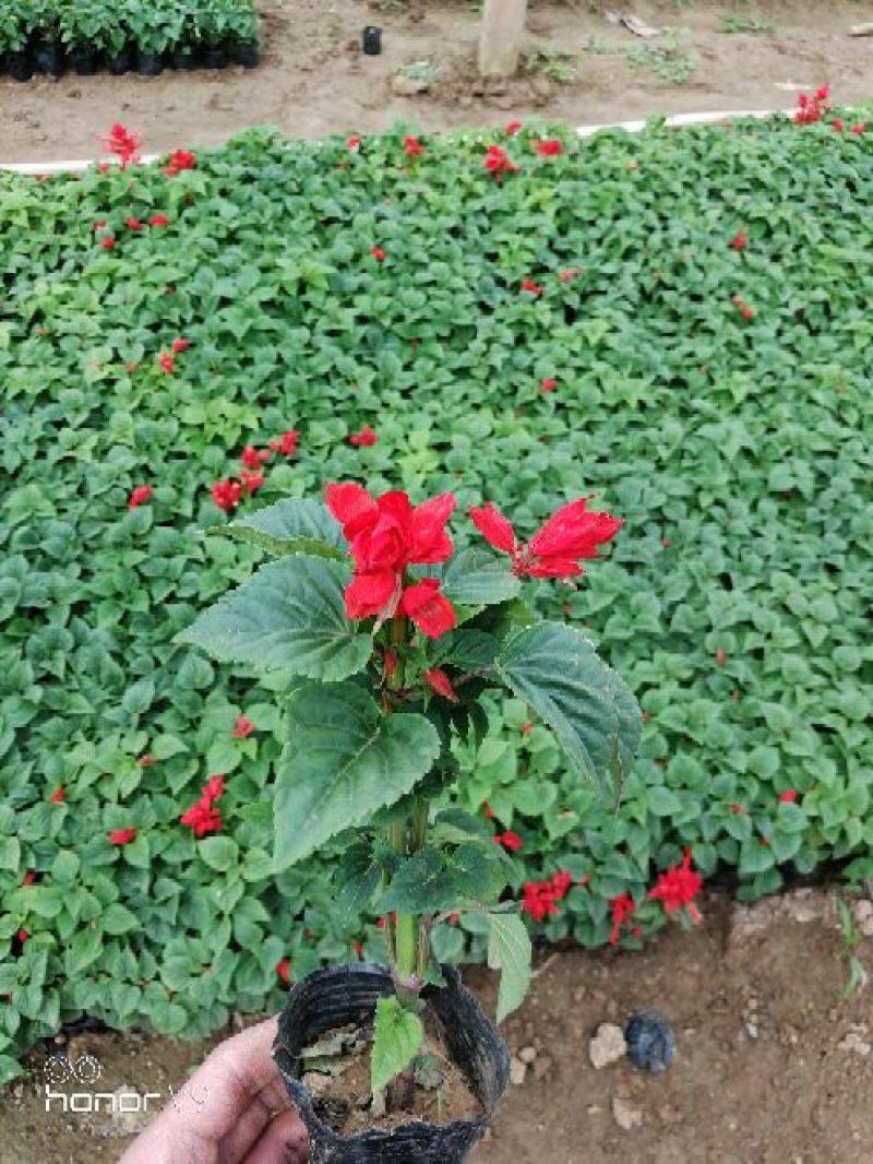 优质一串红，爆仗花绿叶红花，基地直供量大价优