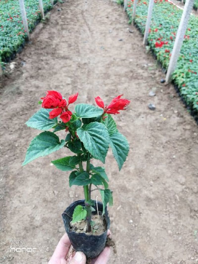 优质一串红，爆仗花绿叶红花，基地直供量大价优
