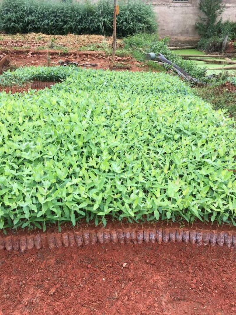 桉树苗，植胺苗，苗木种苗，基地直销，证件齐全