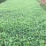 桉树苗，植胺苗，苗木种苗，基地直销，证件齐全