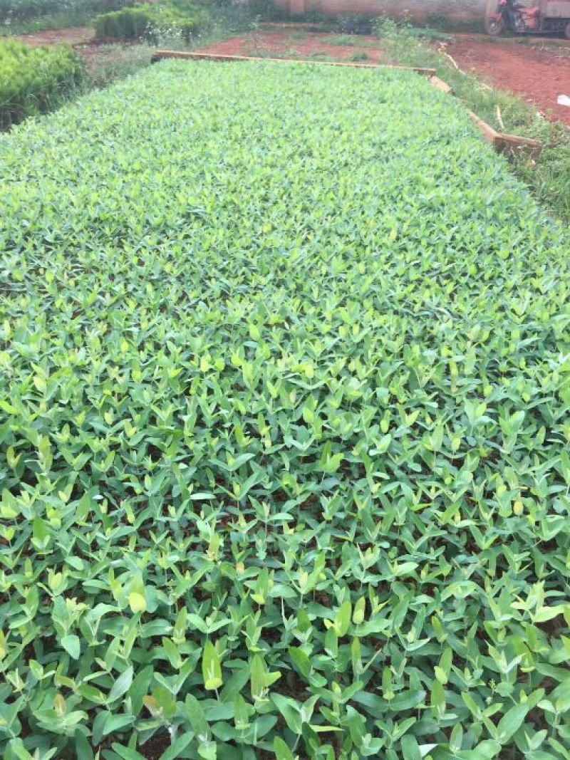 桉树苗，植胺苗，苗木种苗，基地直销，证件齐全
