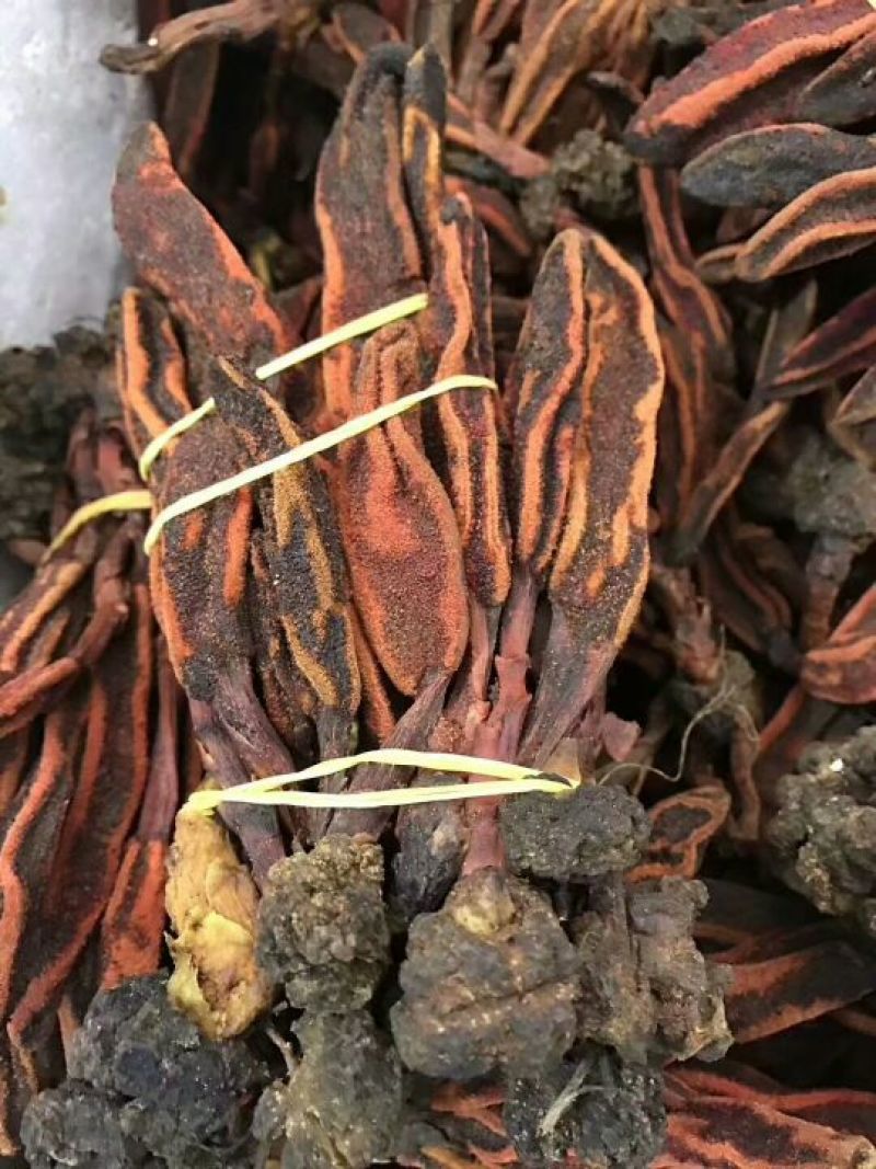 回春草干货散装2斤起包邮量大从优
