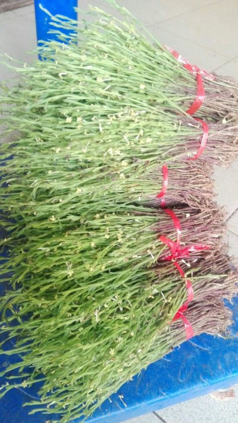 独脚金独角柑