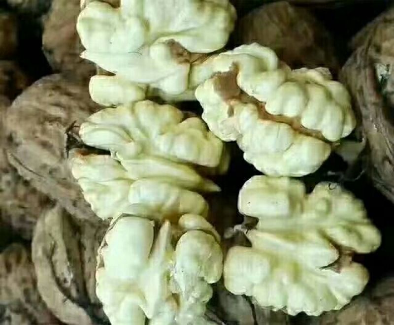 凉山新鲜核桃