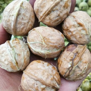 凉山新鲜核桃