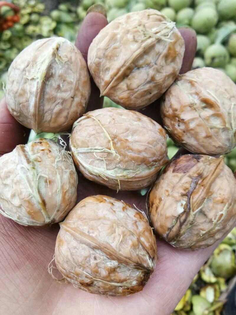凉山新鲜核桃