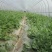 无支柱大棚骨架安装设计