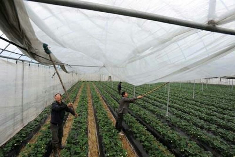无支柱大棚骨架安装设计