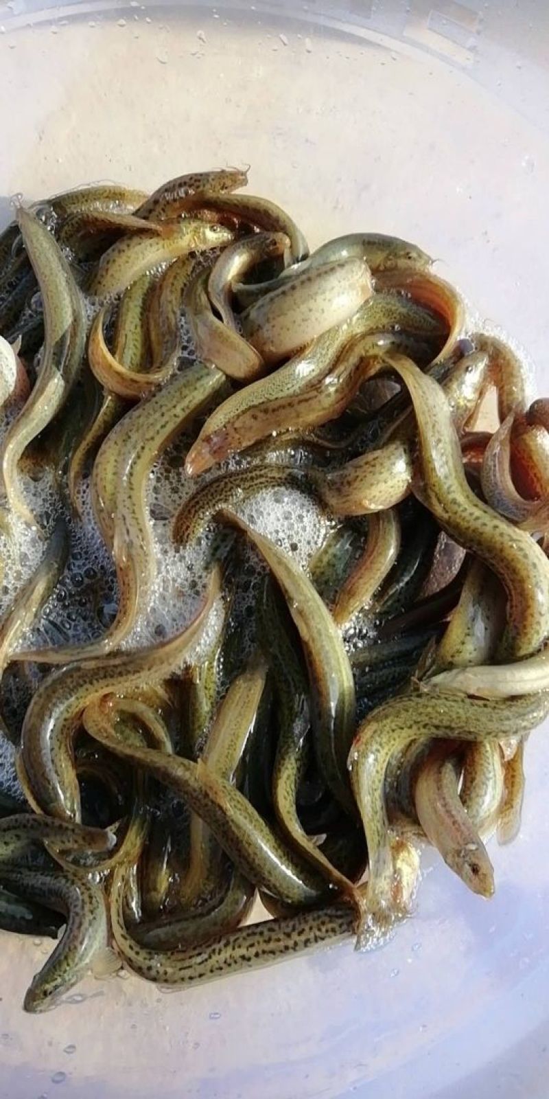 商品，水花，寸苗。可以提供繁殖技术