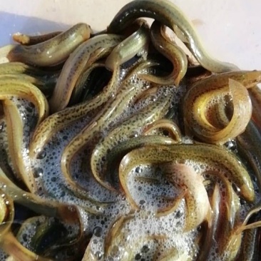 商品，水花，寸苗。可以提供繁殖技术