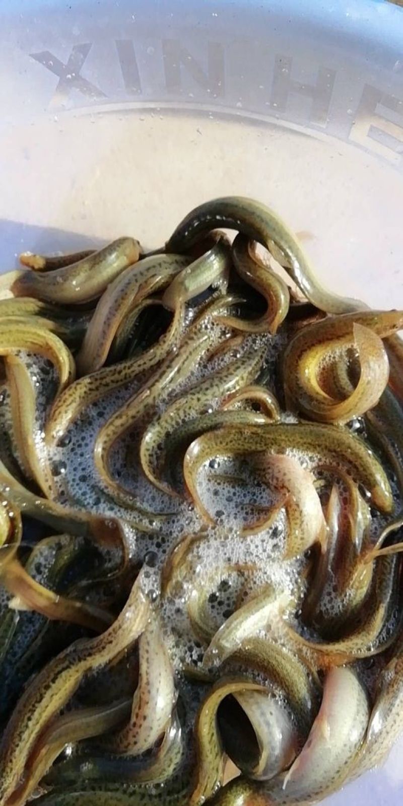 商品，水花，寸苗。可以提供繁殖技术