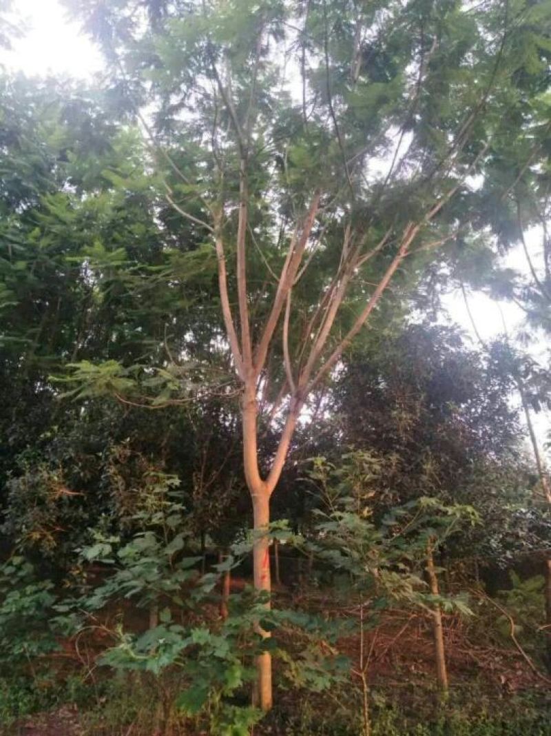 紫薇树形好，价格根据要的公分数协调