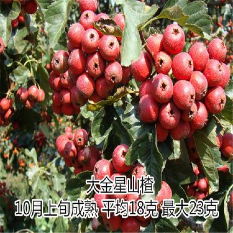 山楂苗大金星山楂苗大五棱山楂苗大棉球山楂苗甜山楂