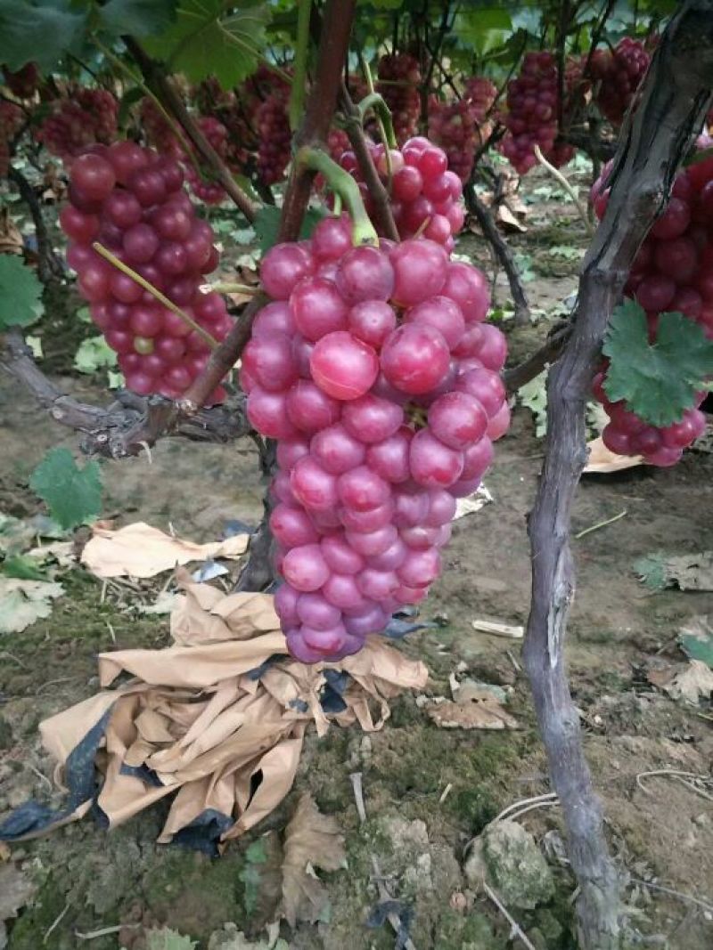 葡萄平顶山鲁山张庄巨峰葡萄5%以下1~2斤