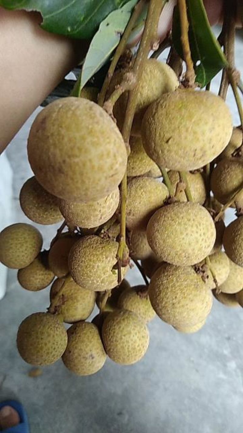 高州石硖龙眼，有甜又好吃