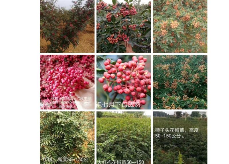 六月红花椒苗，早熟，高产，色正，味重，质