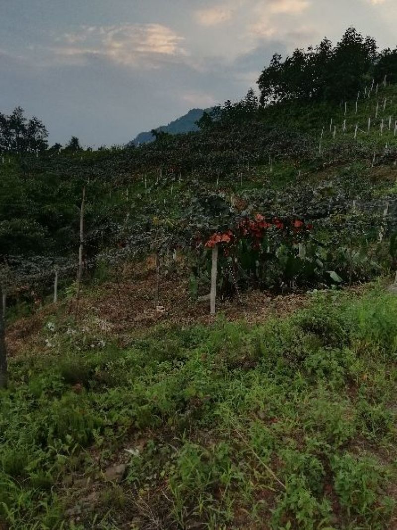 高山种植有机红心猕猴桃