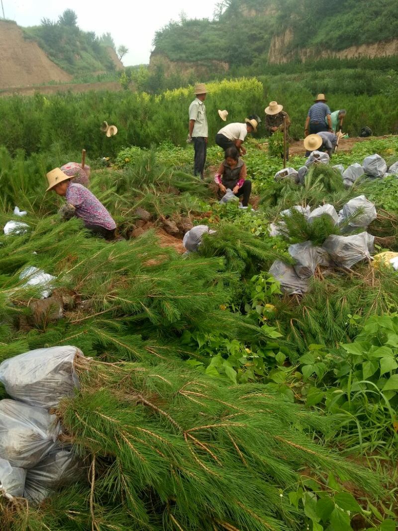 营养钵油松大量出售