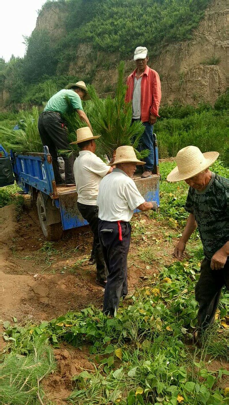 营养钵油松大量出售