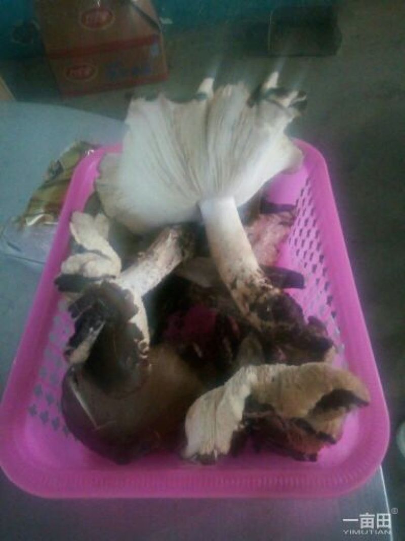 双乳峰鸡纵菌