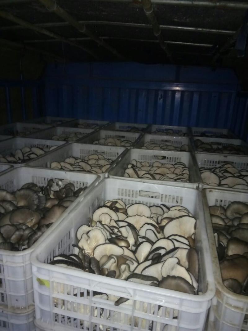 大量供应平菇菌种菌棒新鲜平菇