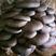 大量供应平菇菌种菌棒新鲜平菇