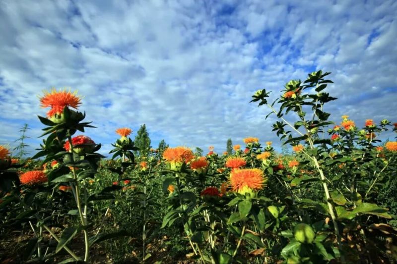 甘肃省玉门市红花野生红花