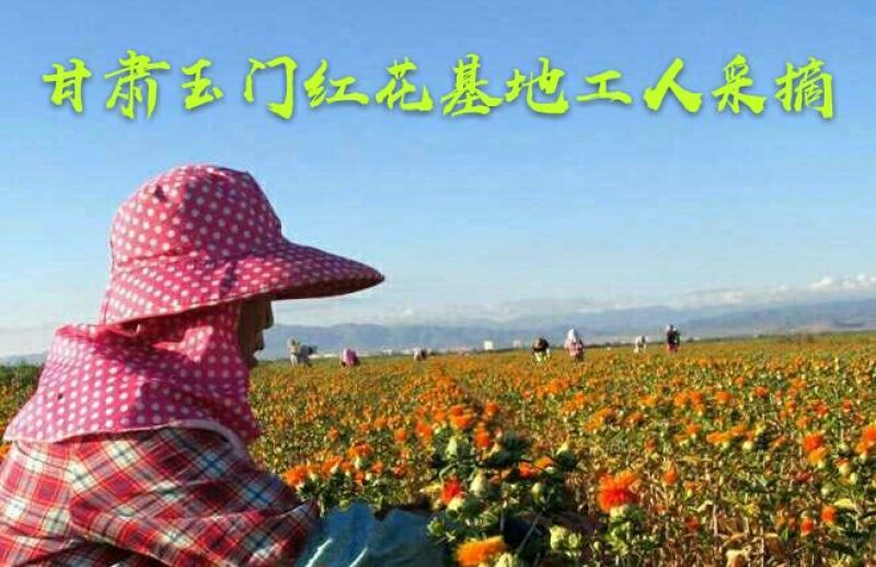 甘肃省玉门市红花野生红花