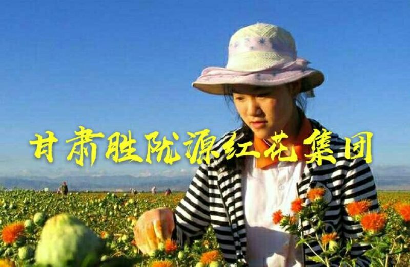 甘肃省玉门市红花野生红花