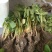 红颜草莓苗大棚草莓苗奶油草莓苗