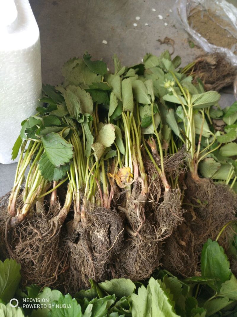 红颜草莓苗大棚草莓苗奶油草莓苗