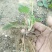 红颜草莓苗大棚草莓苗奶油草莓苗