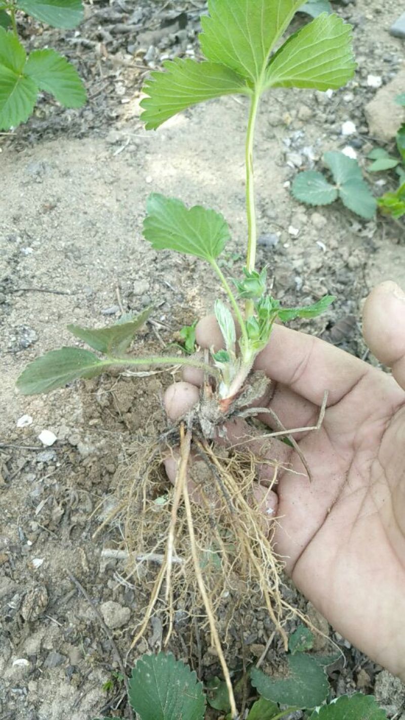 红颜草莓苗大棚草莓苗奶油草莓苗