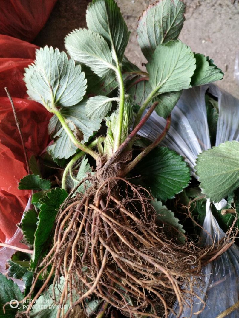 红颜草莓苗大棚草莓苗奶油草莓苗