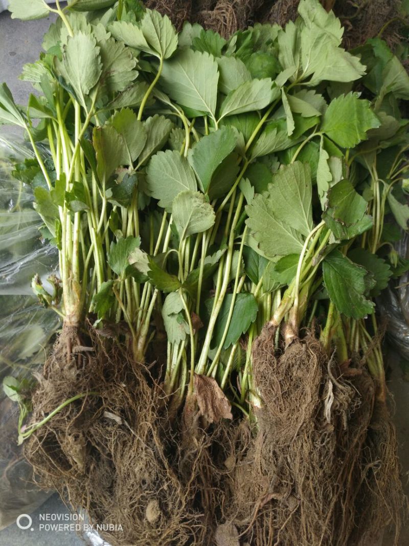 红颜草莓苗大棚草莓苗奶油草莓苗