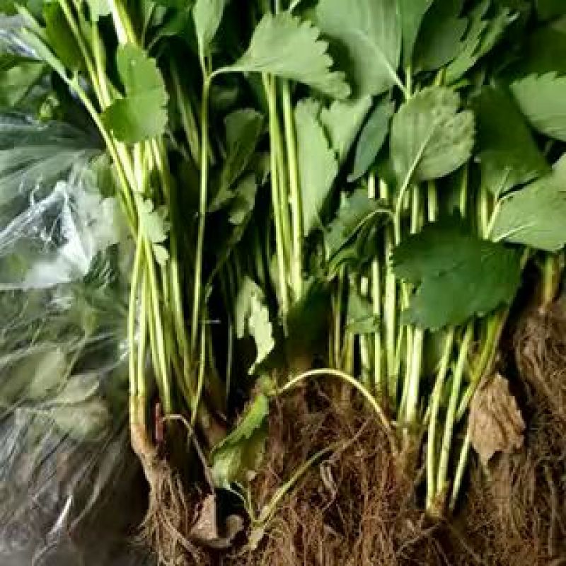 红颜草莓苗大棚草莓苗奶油草莓苗