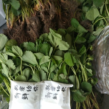 红颜草莓苗大棚草莓苗奶油草莓苗