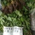 红颜草莓苗大棚草莓苗奶油草莓苗