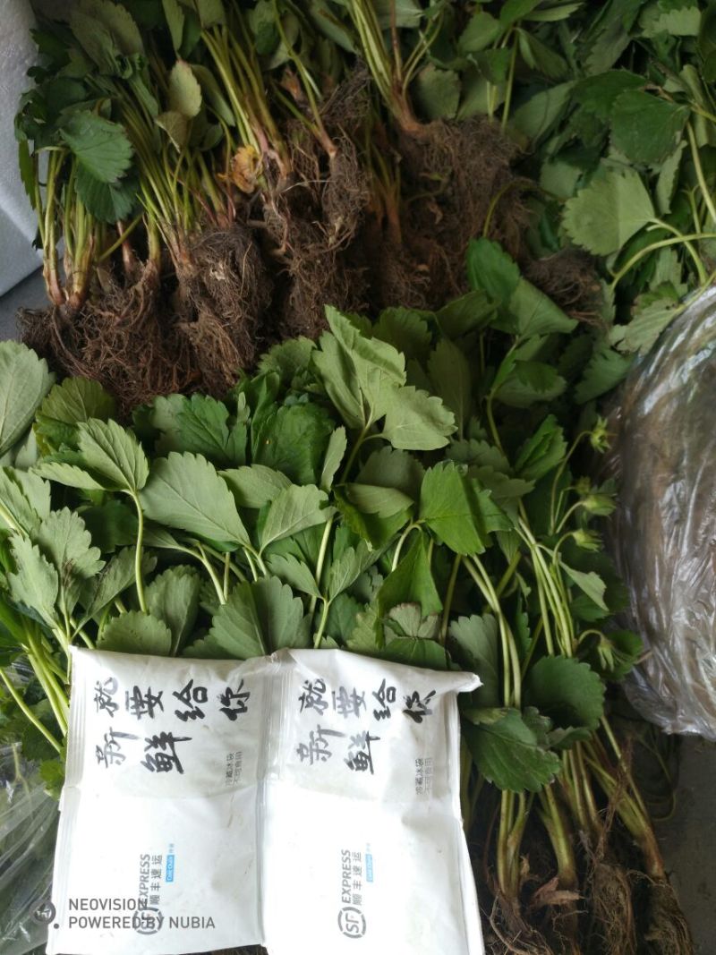 红颜草莓苗大棚草莓苗奶油草莓苗