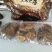 大黄药用大黄各种规格大黄片大黄丁大黄根包含量