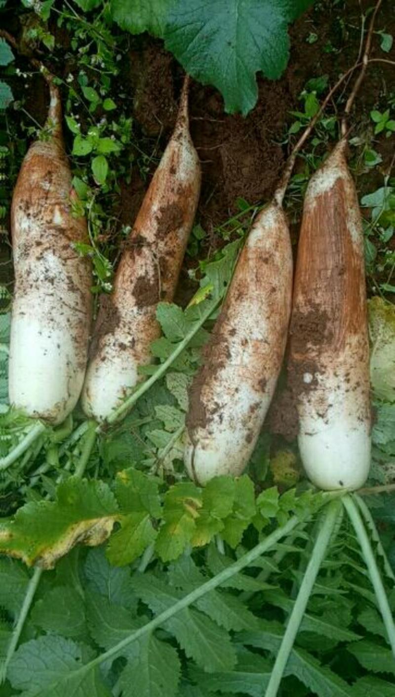 白萝卜，没有麻眼，没有发叉的，质量好，没黑心