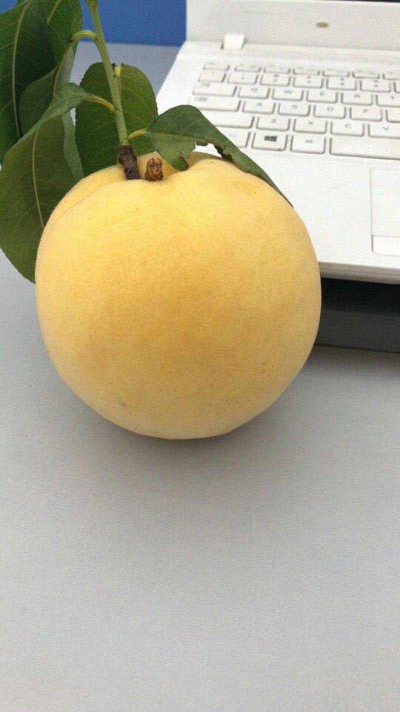 锦绣黄桃3~4两