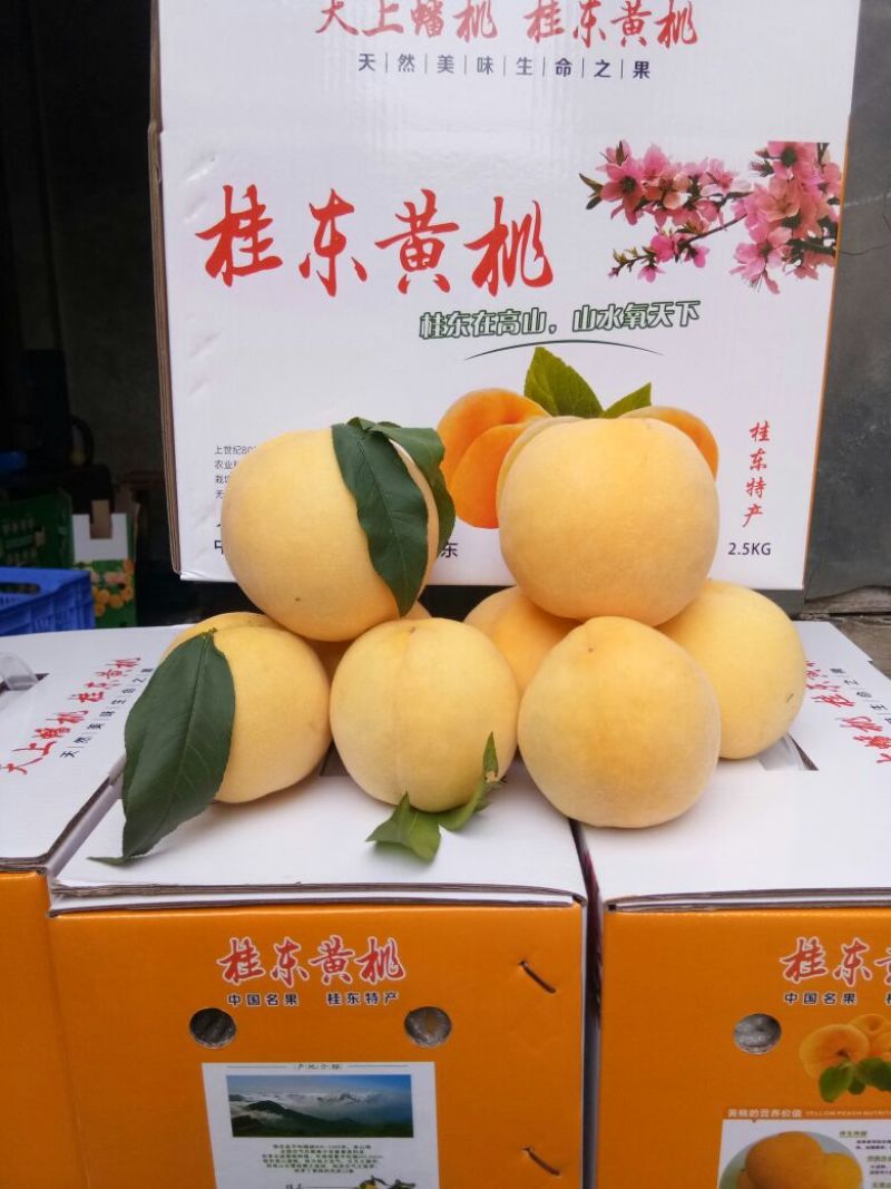 锦绣黄桃3~4两